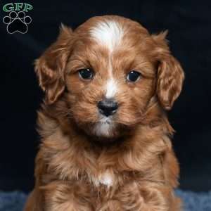 Kassidy, Cavapoo Puppy